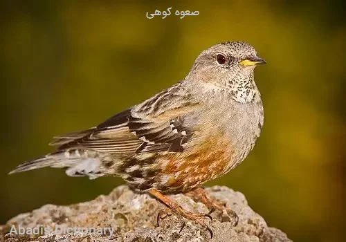 صعوه کوهی